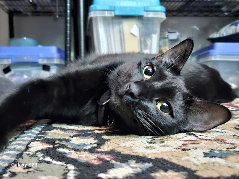 Beautiful soul kitty, comes with litter robot, etc image 2