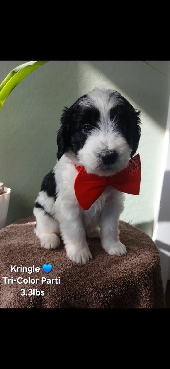 Beautiful Golden Bernedoodles image 8