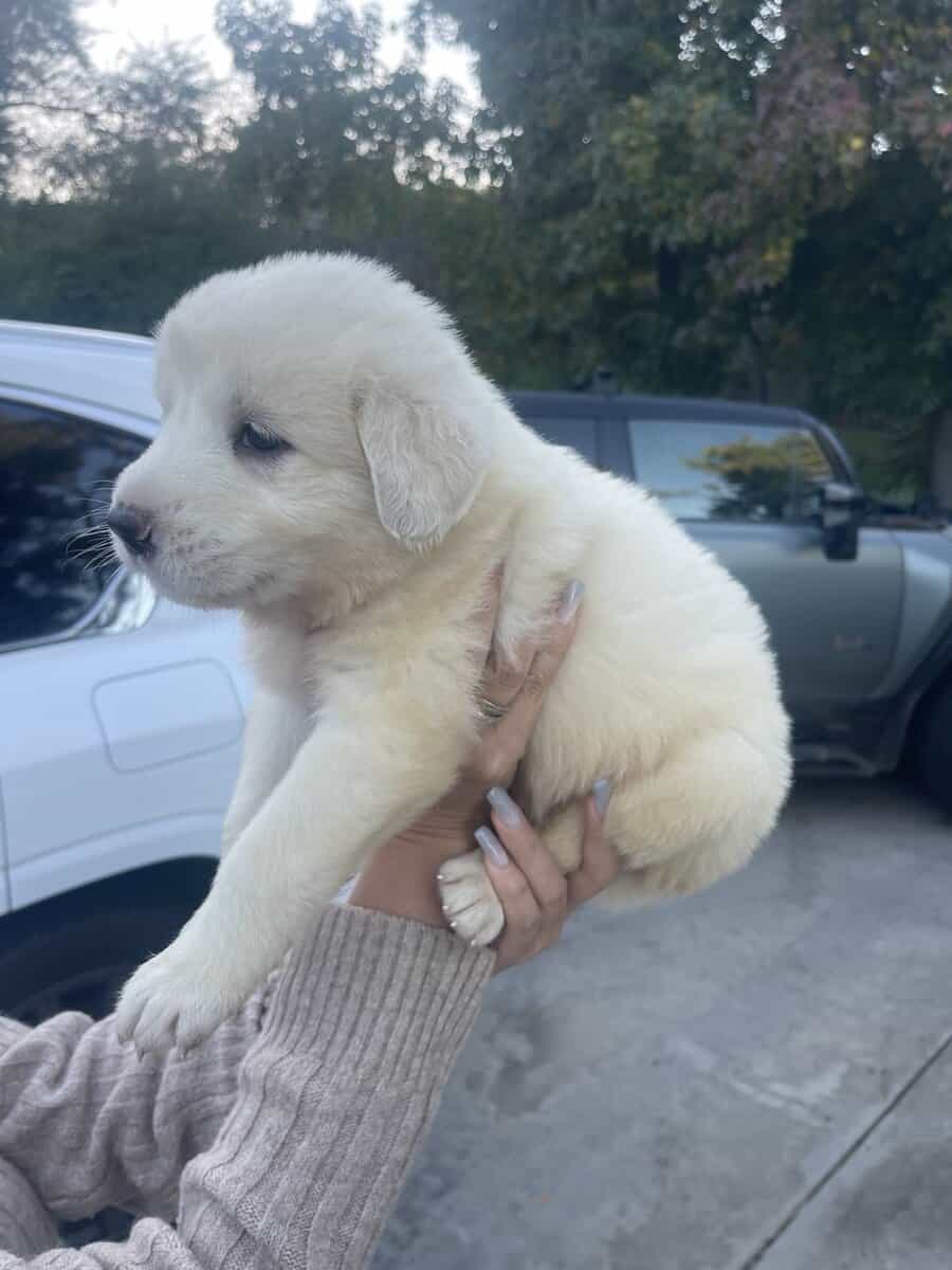 Great Pyrenees/Anatolian Shepherd mix puppies image 1