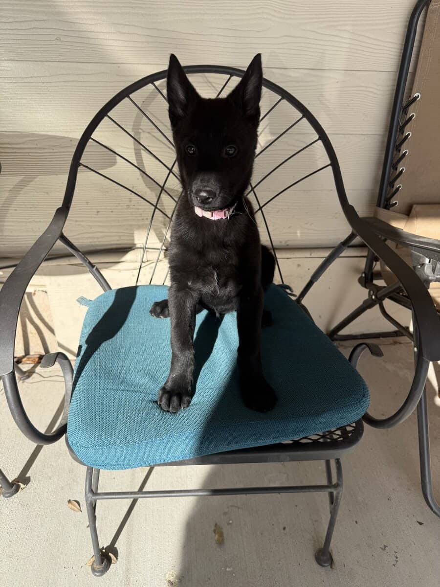2 Belgian Malinois image 3