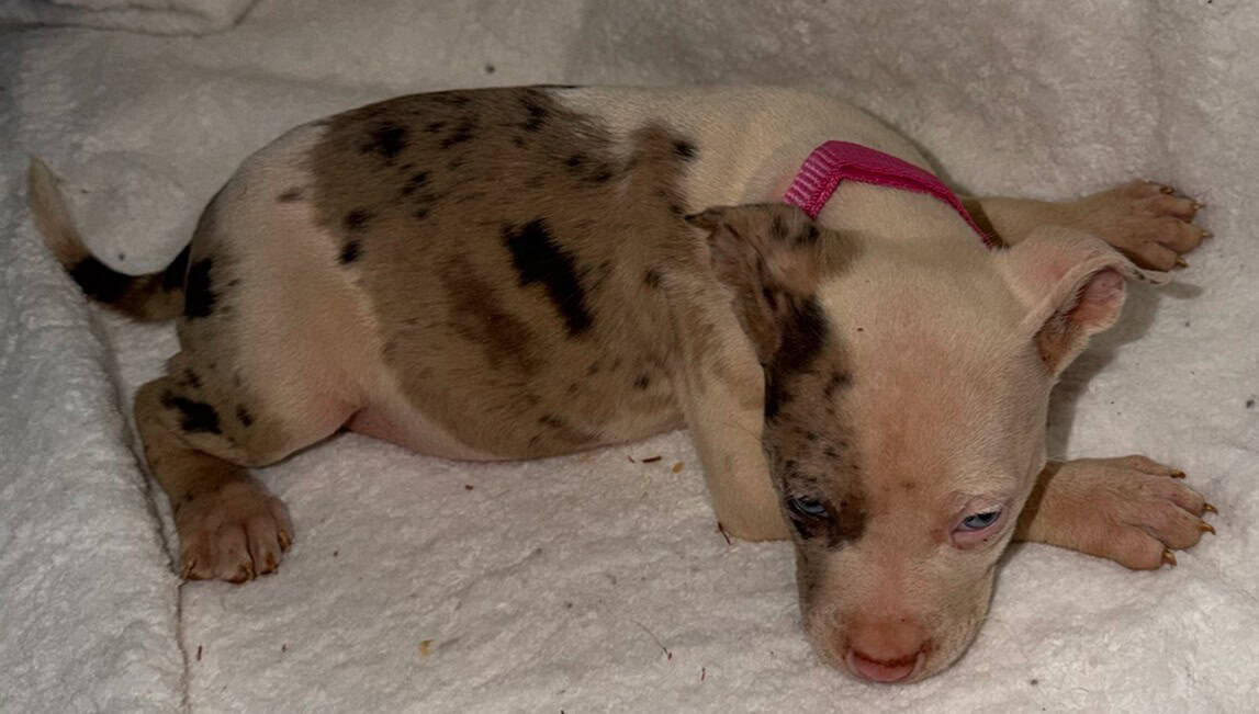 Bully Pit Puppies - Looking For A Loving Home image 5