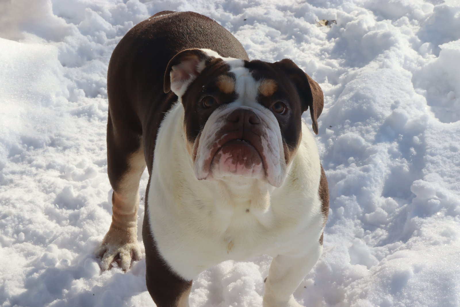 Claire, Victorian Bulldog image 1