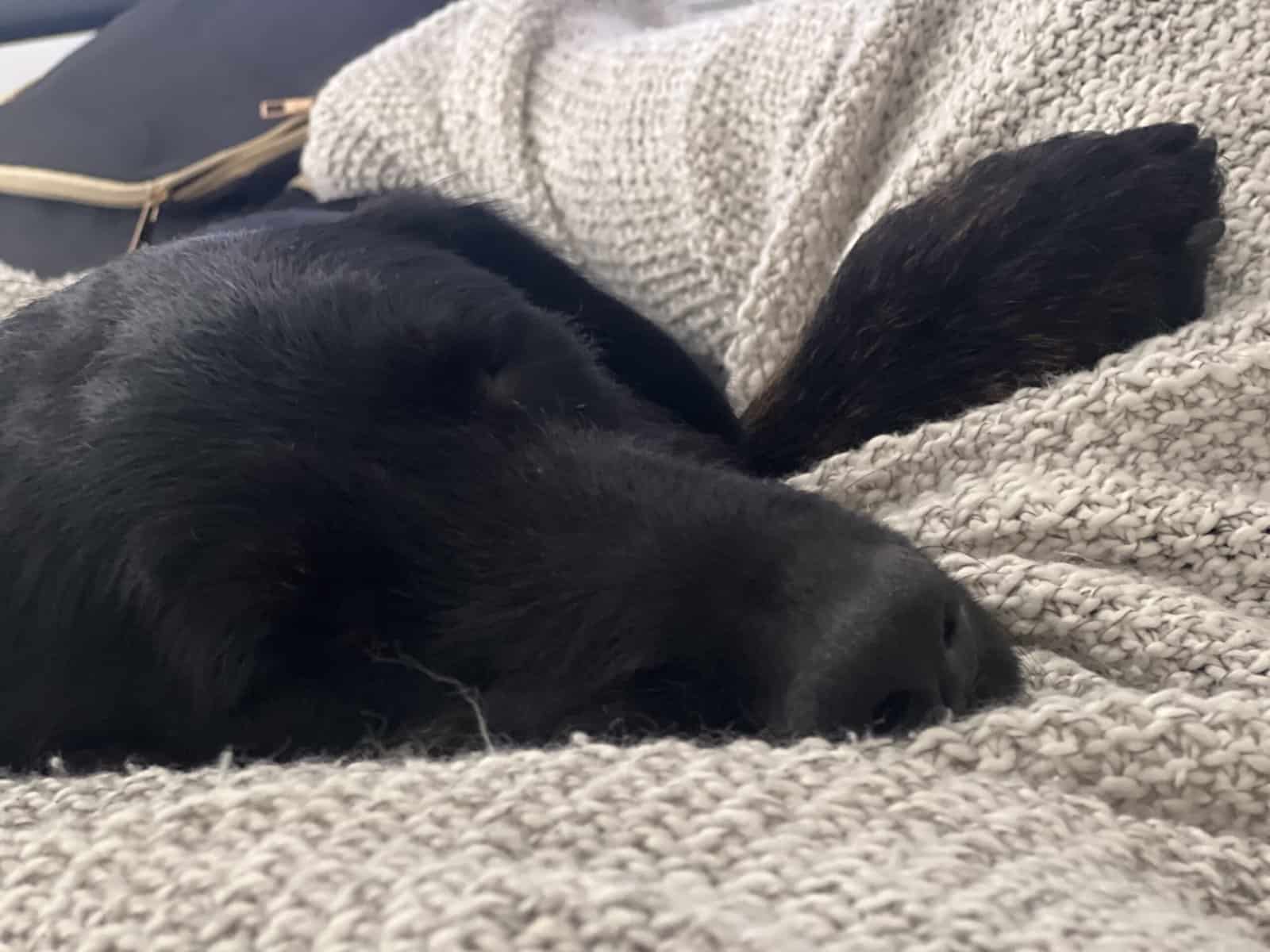 Lab mix puppy image 4