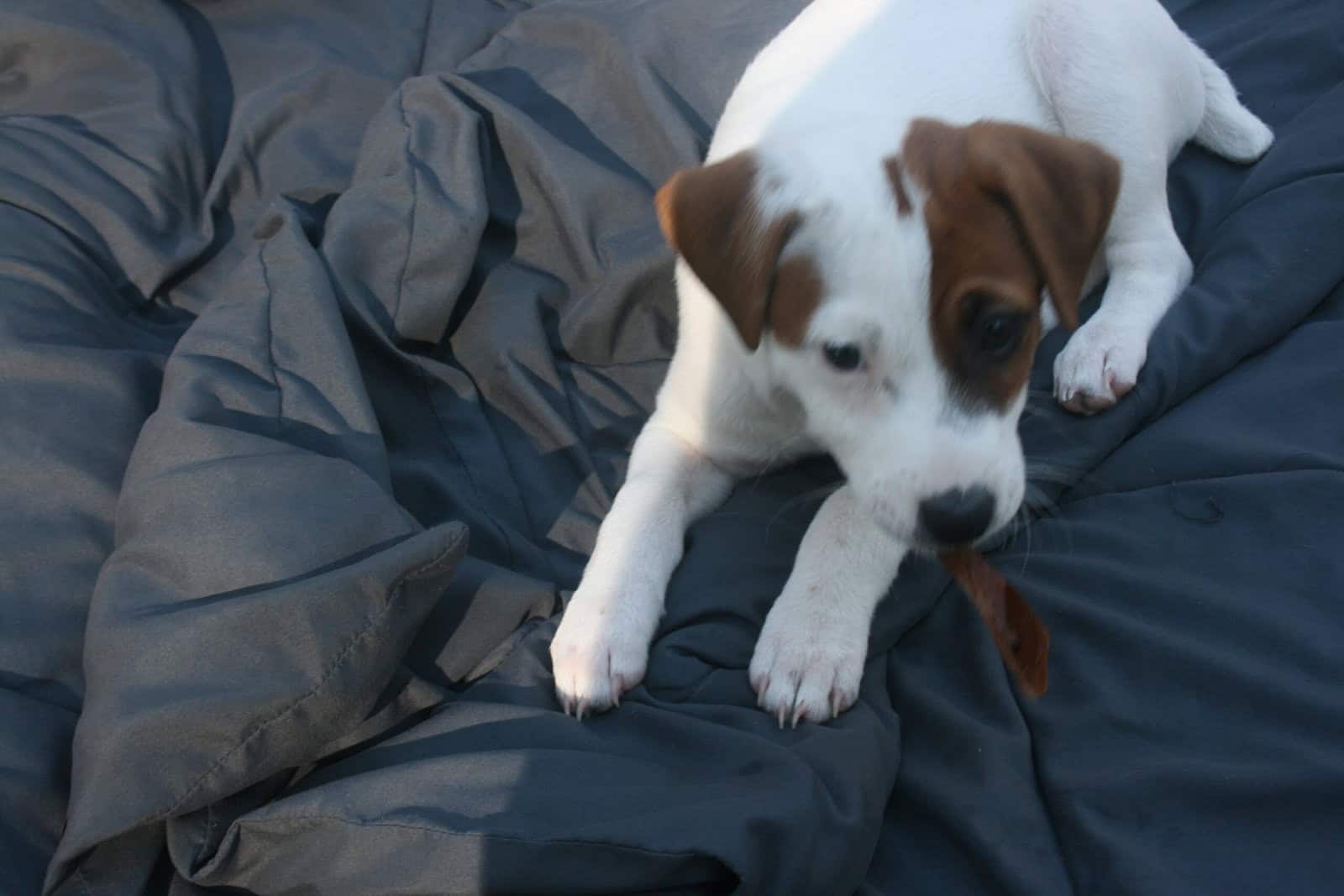 Jack Russell Terrier Puppies for sale image 11