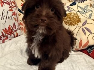 Dark chocolate Yorkipoo boy