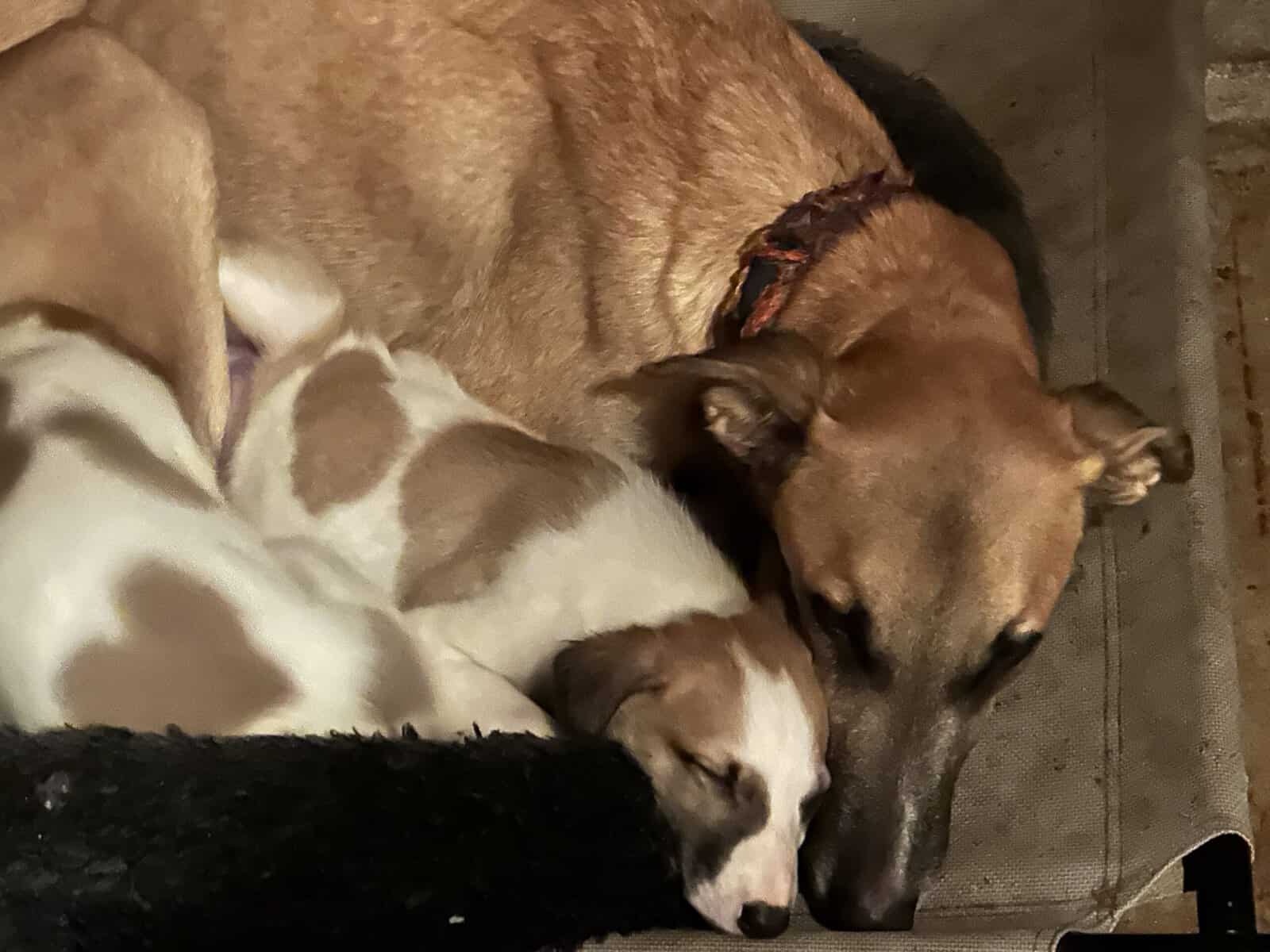 Borzoi-Greyhound Puppies image 6