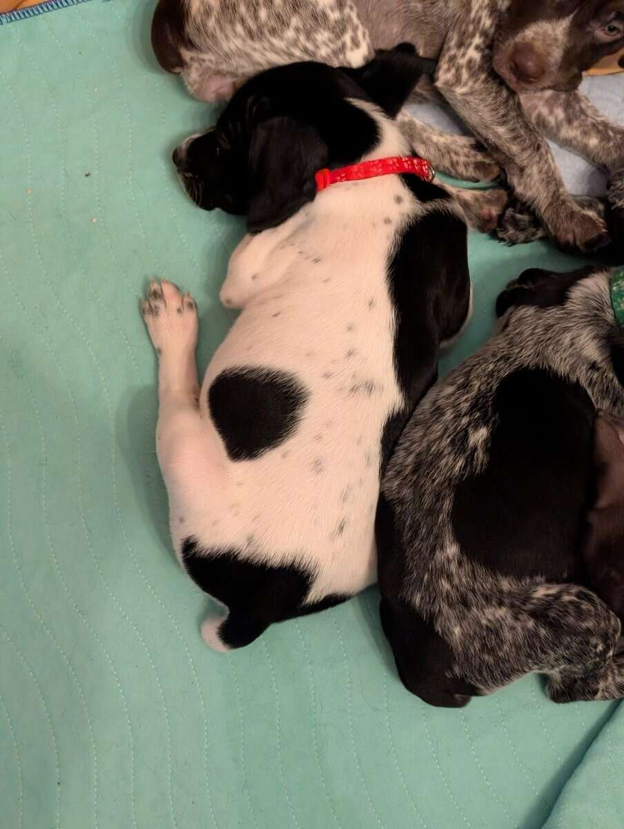 German Shorthair Pointer Puppies image 2