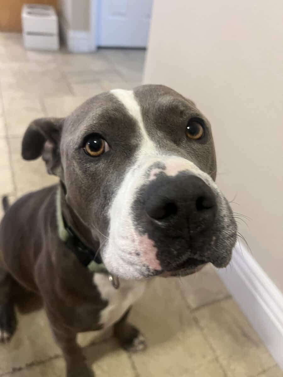 Bluenose Pitbull image 1