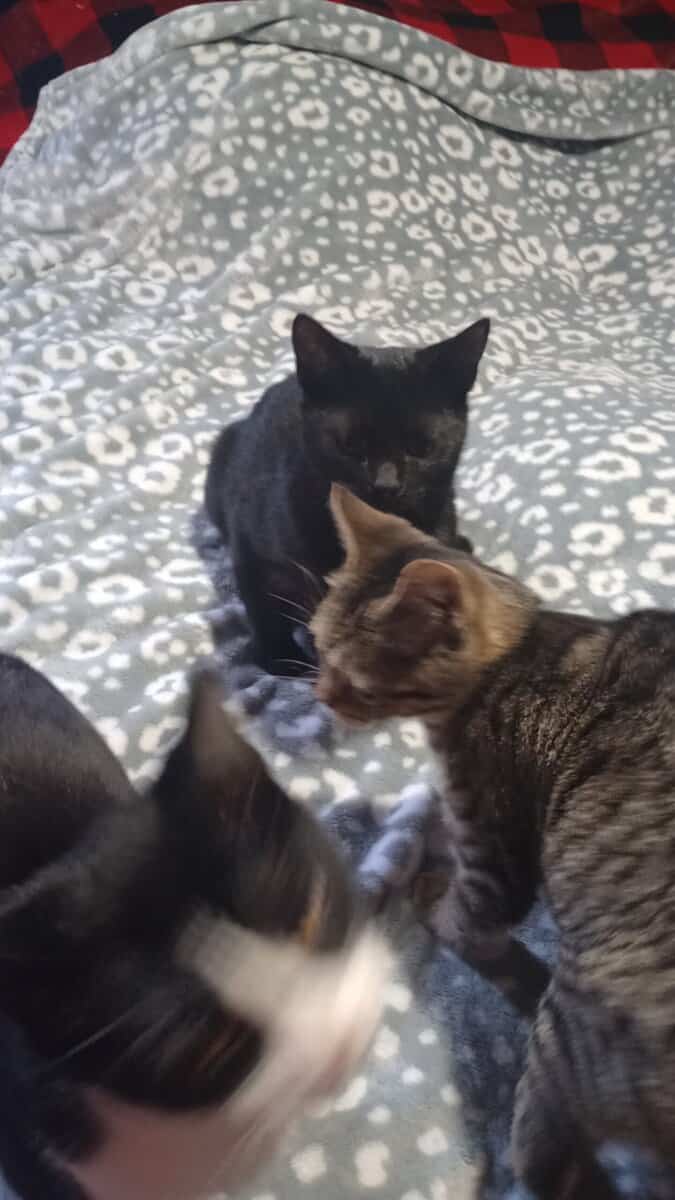 Kittens and Cats for adoption image 6