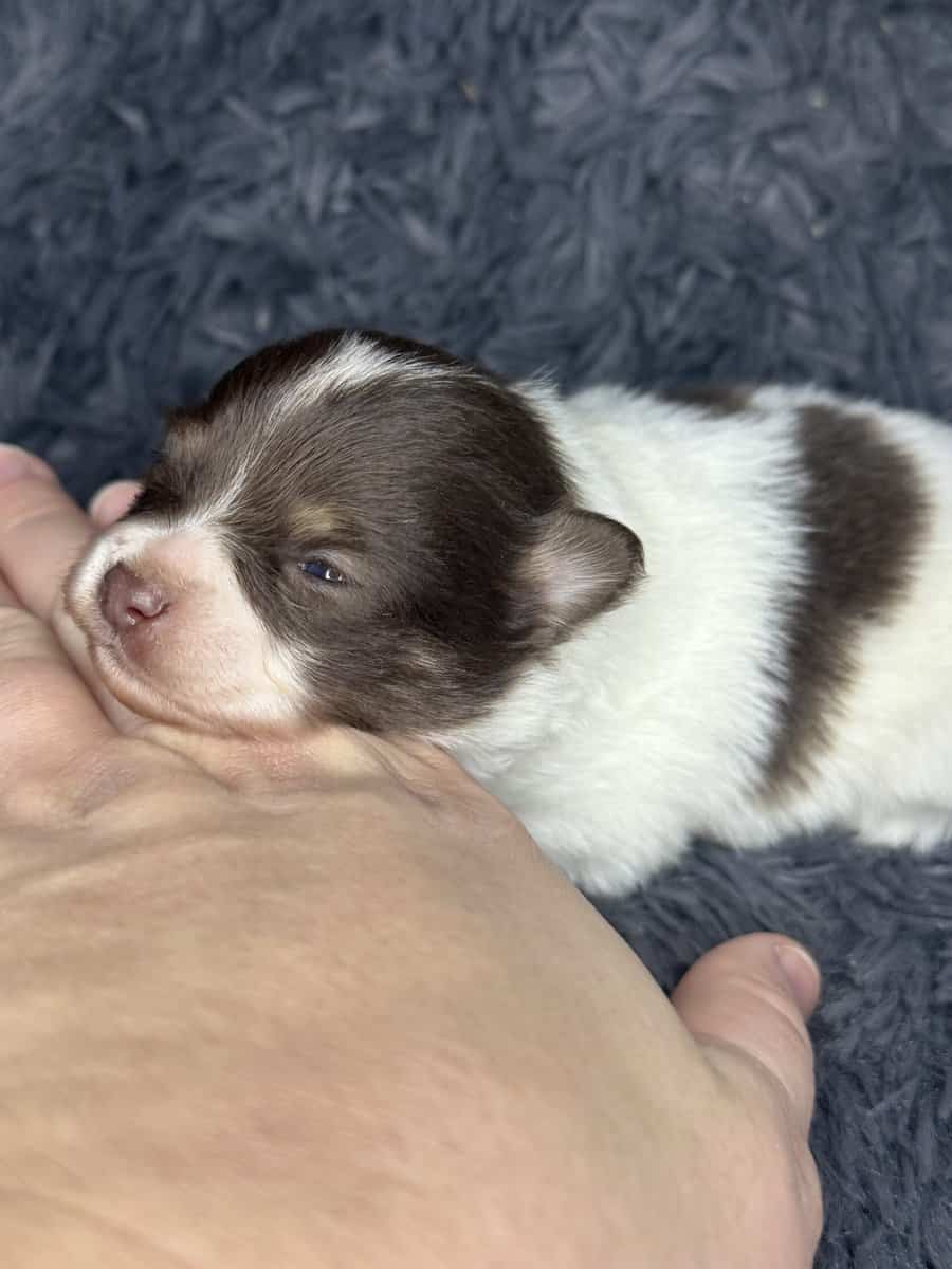 AKC Tiny Pomeranian Puppies image 3