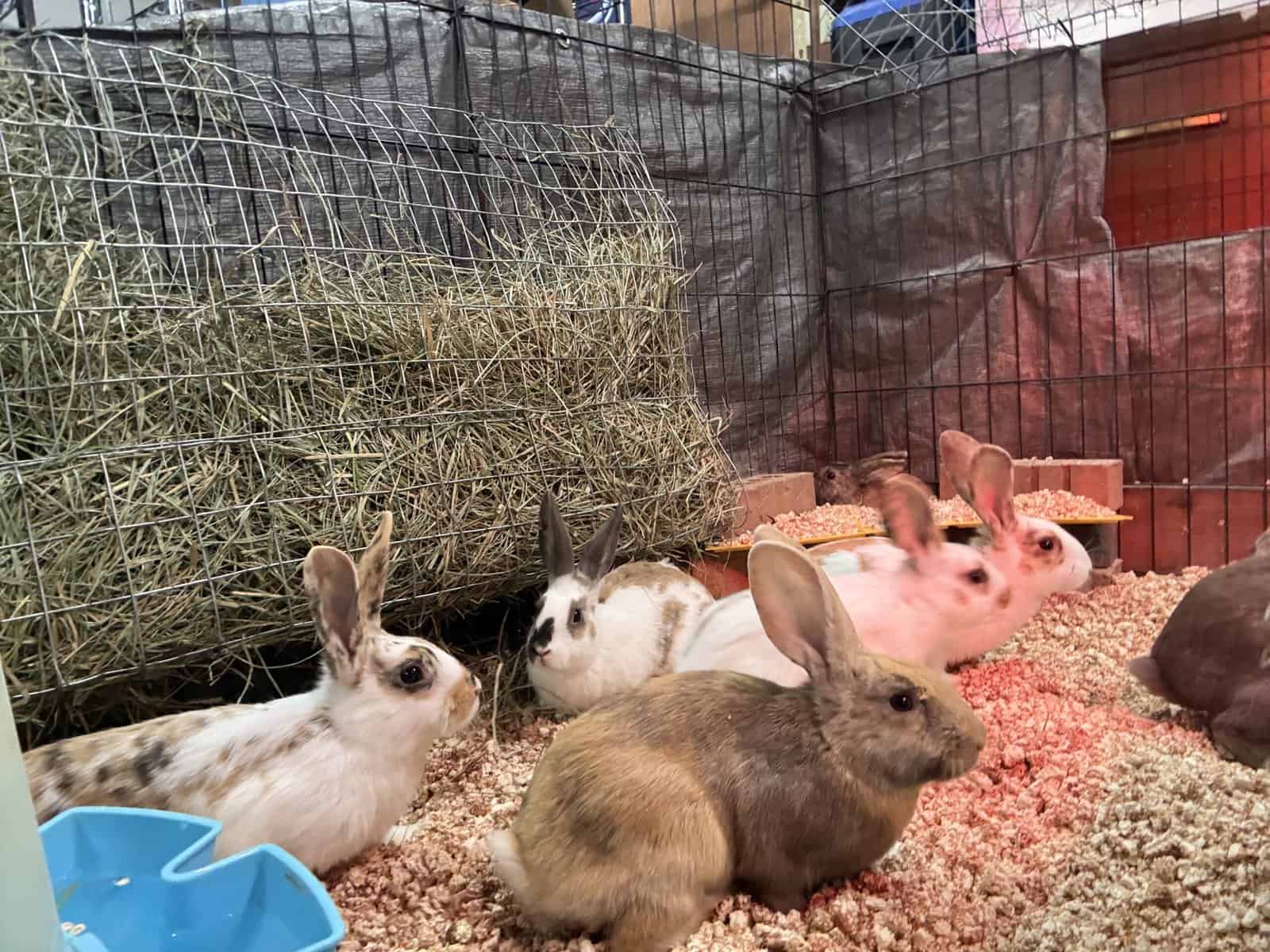 New Zealand Bunny Kits — Sweet, Chunky, & Ready No image 7
