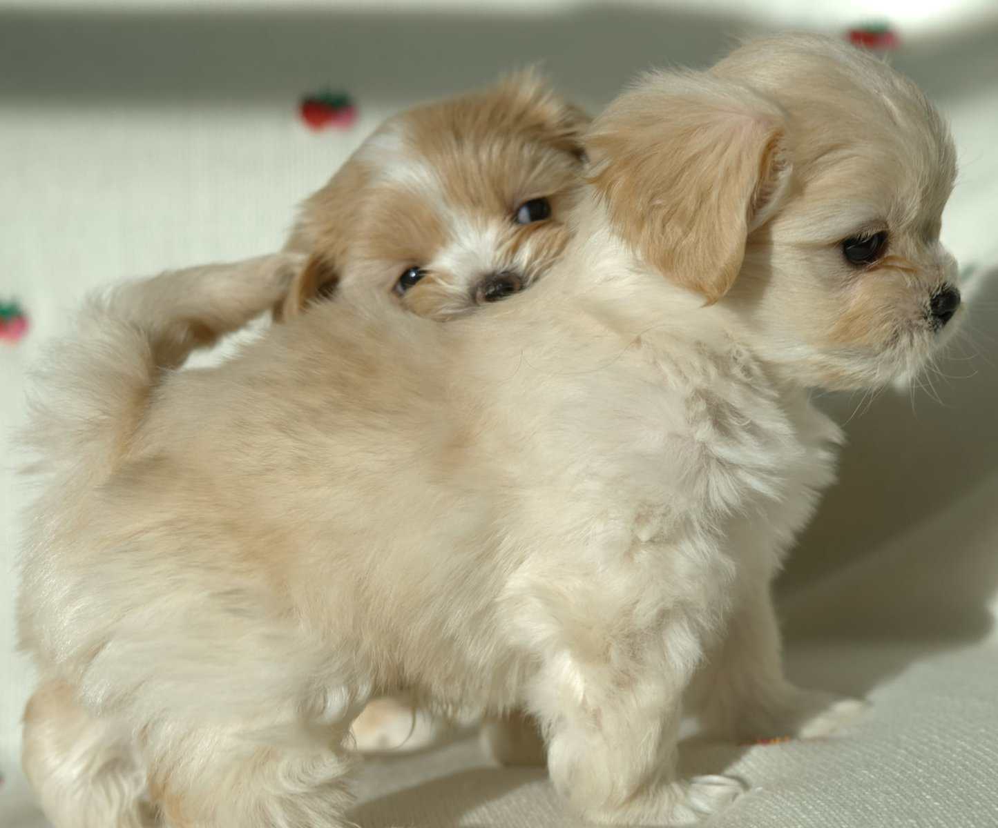 Maltese mix boy image 9