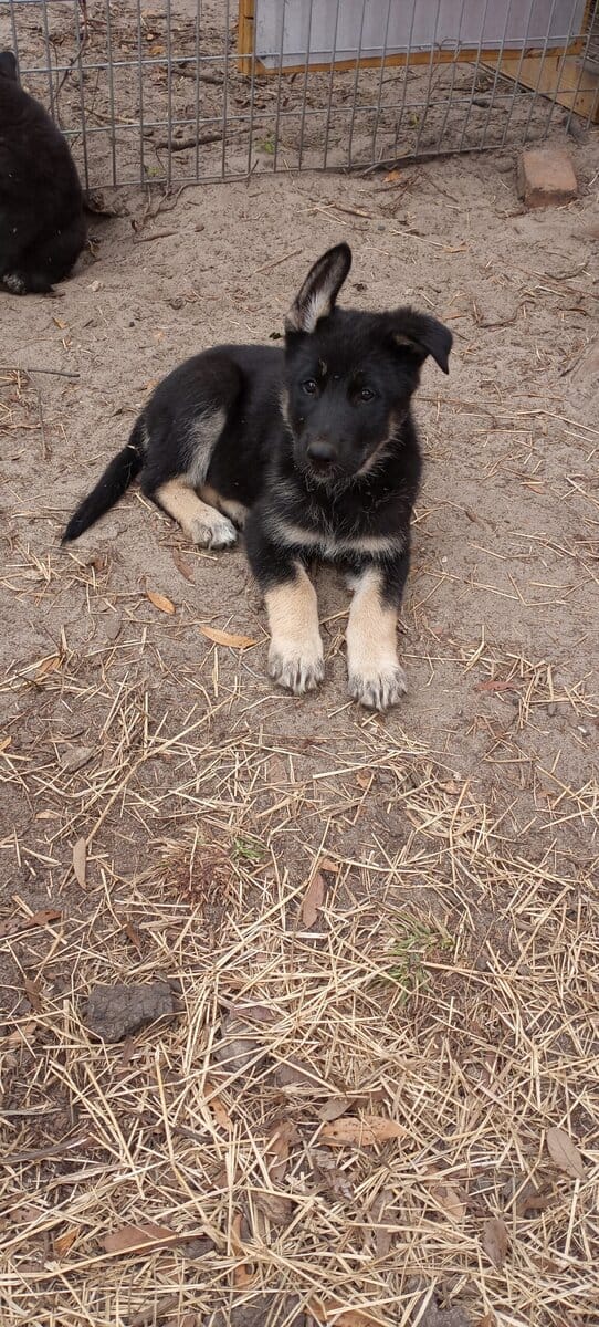 Registered German Shepherd Puppies image 2