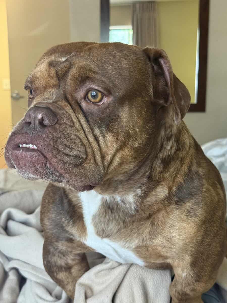 XL BULLY BREEDER FOR SALE! 1 year old image 6
