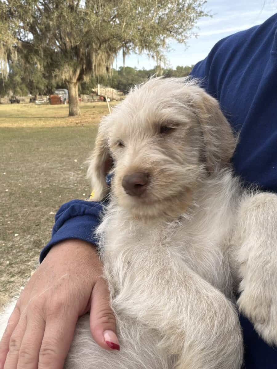 Labradoodle Puppy image 8