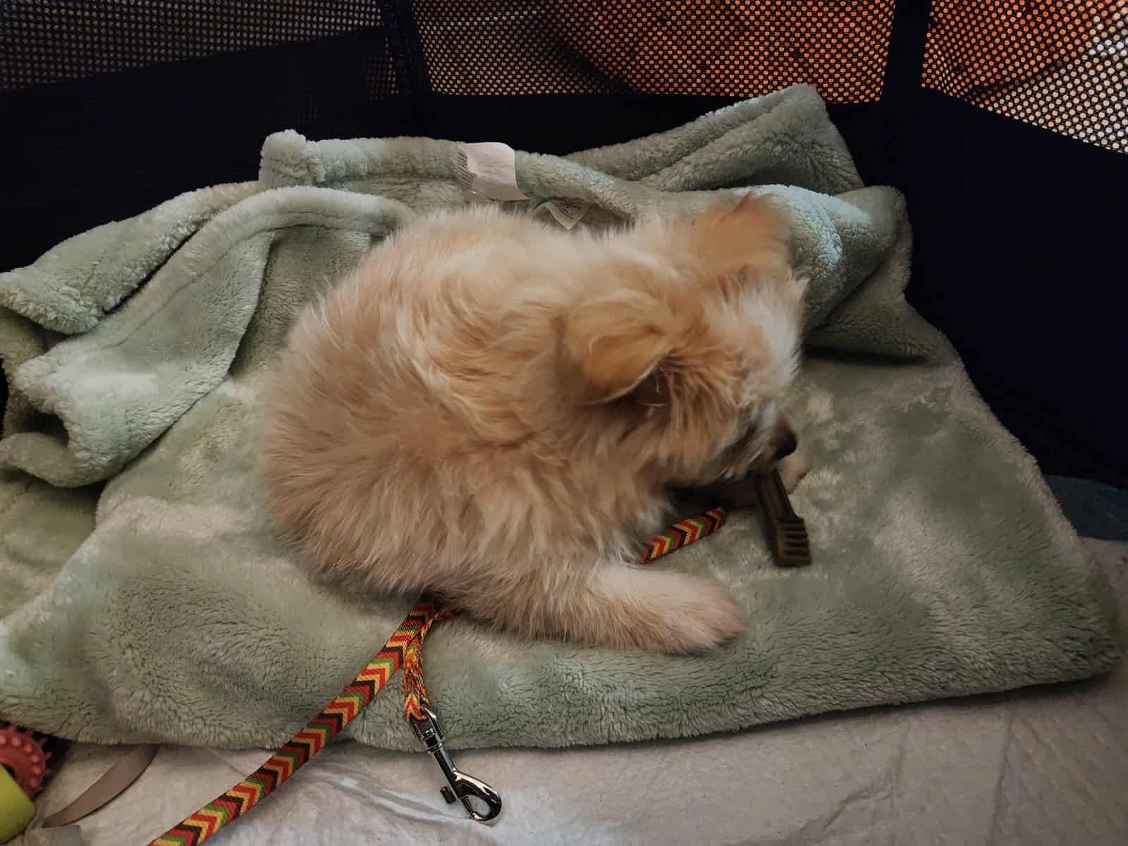 Miniature Maltipom puppy boy for sale image 5