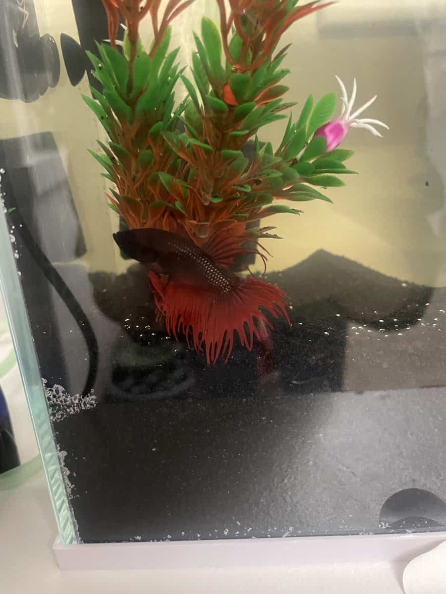 Red and Black Betta Fish image 1