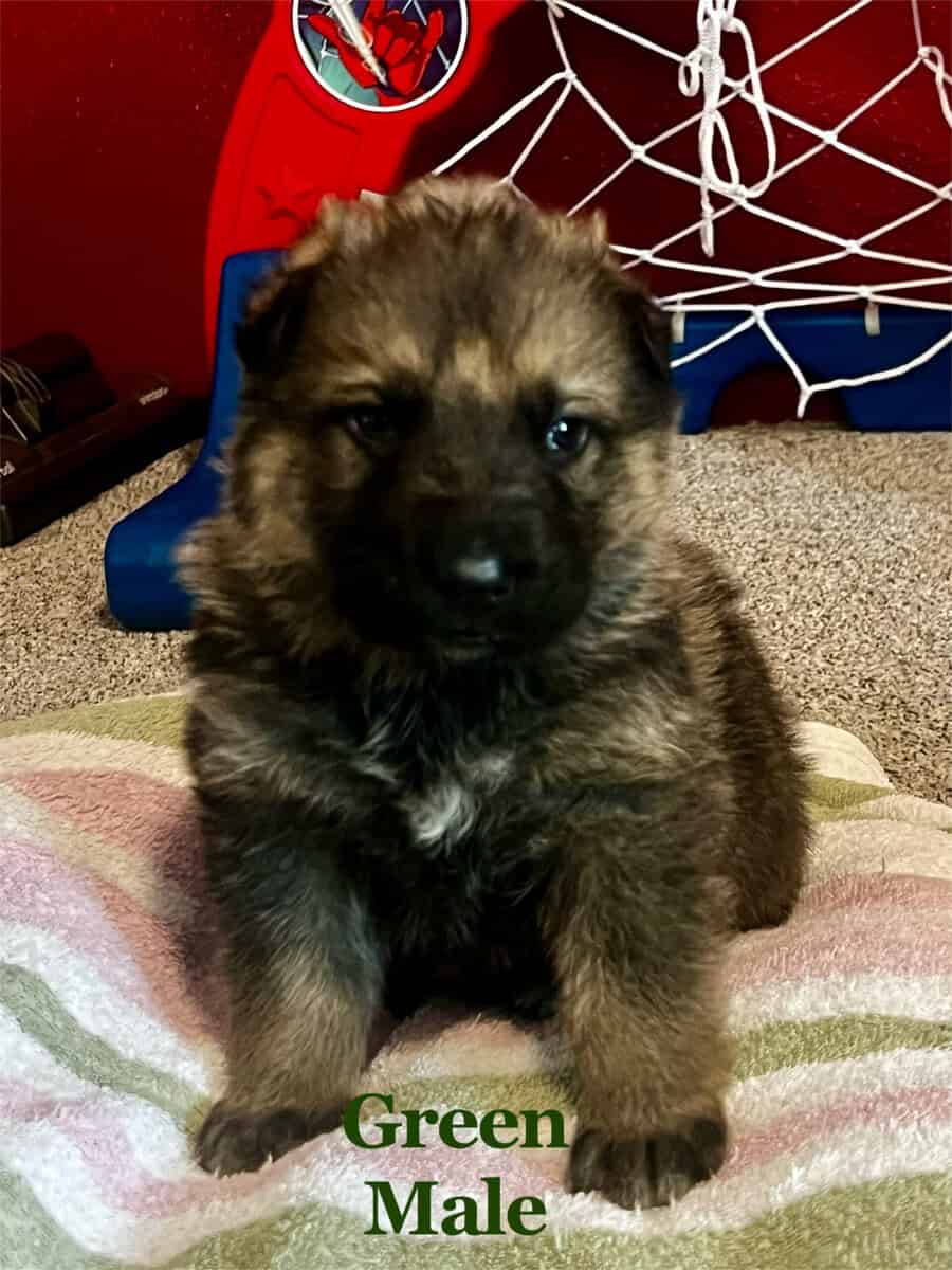 Black and Sable German Shepherd Puppies image 2