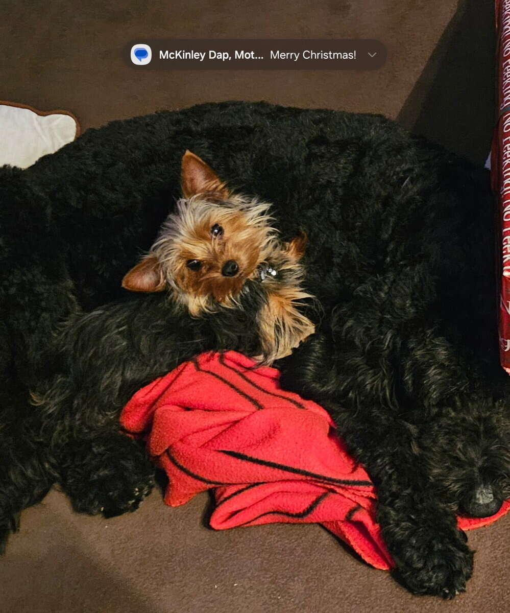 Miniature yorkie puppy image 1