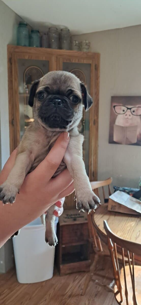 Pug puppies image 6