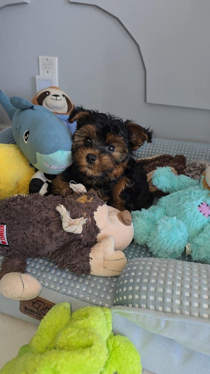 Beautiful 6 month old Yorkipoo image 6