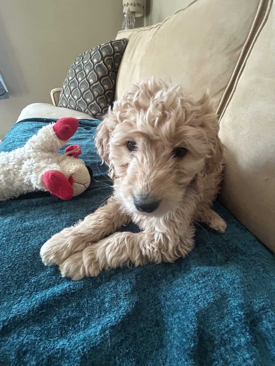 Standard Goldendoodle Puppies image 1