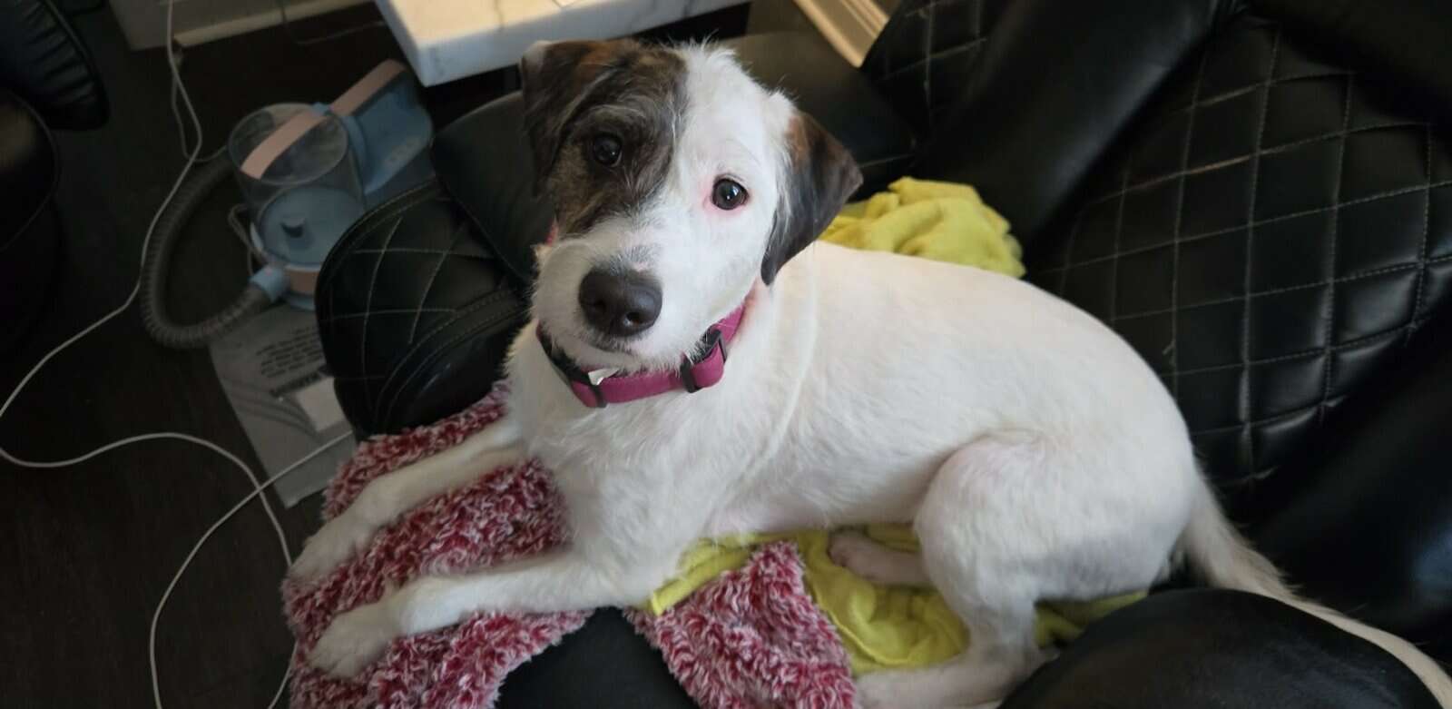 Looking to rehome a pitt/poodle mix. image 1
