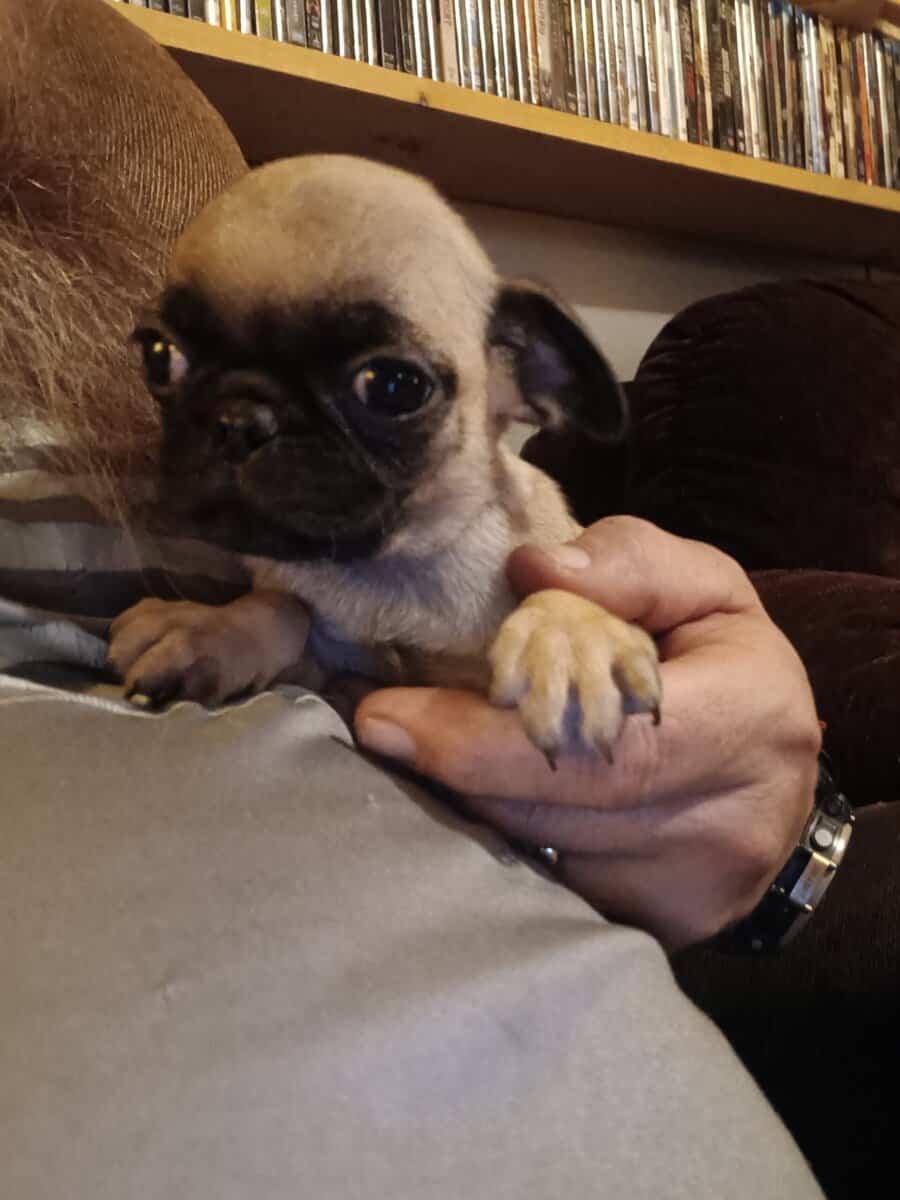 Pug puppies image 4