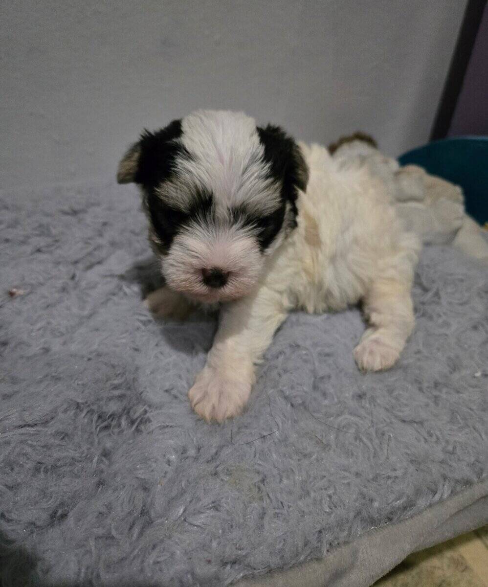 Morkie Female image 2