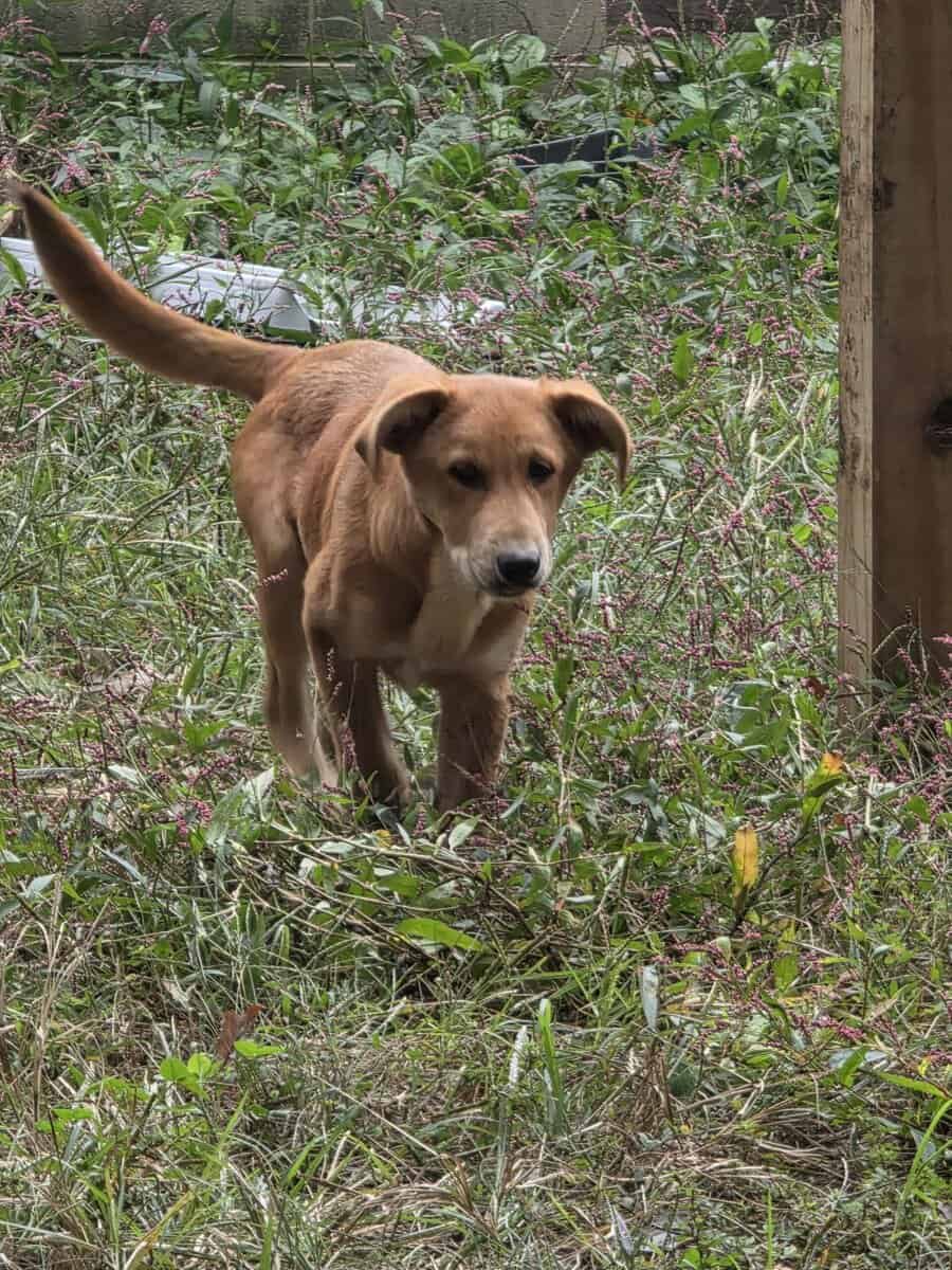 LabHounds image 1