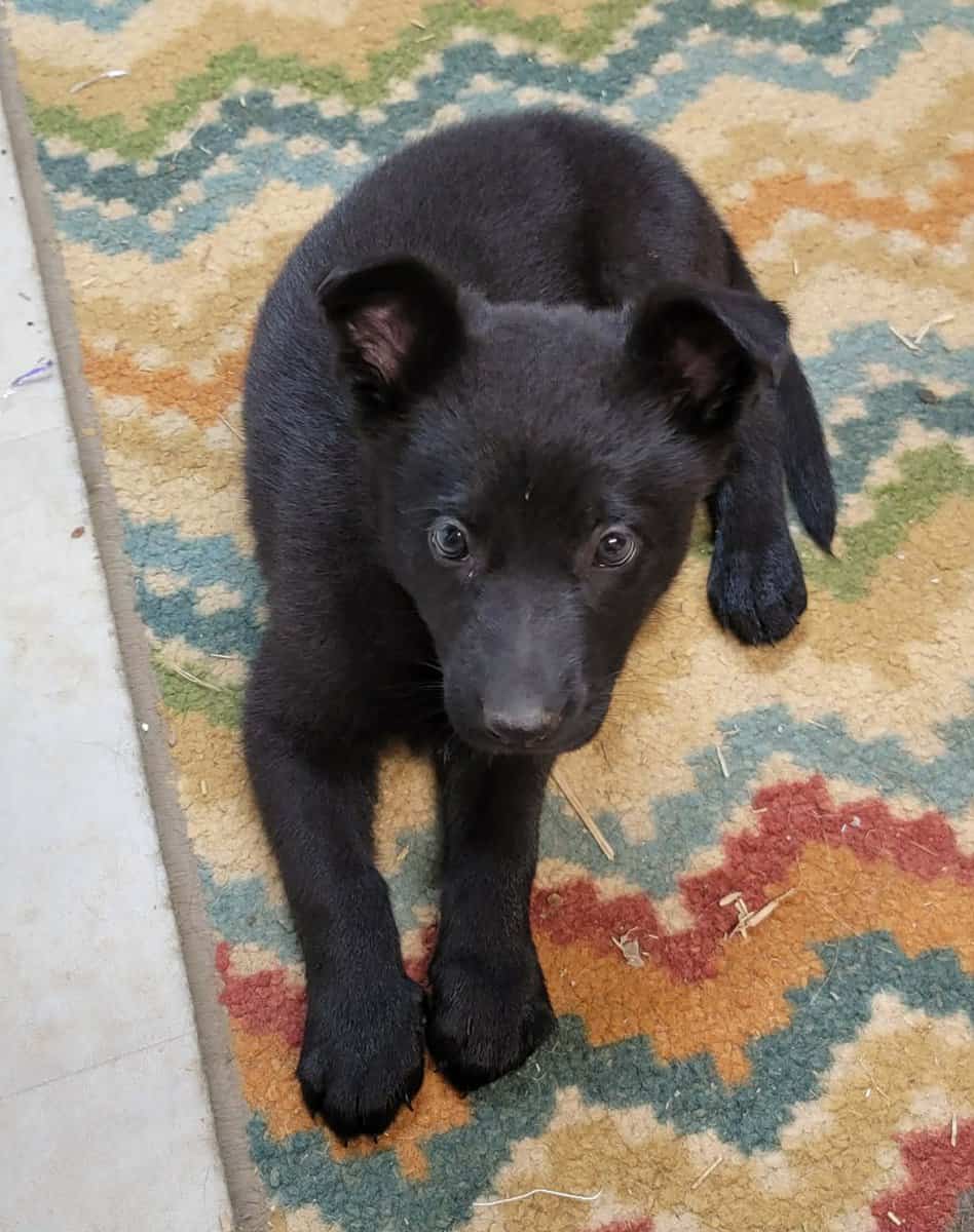 AKC Registered German Shepherd Puppies image 1