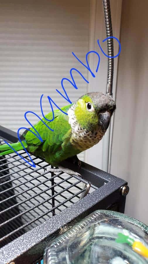 Male Black Cap Conure Looking for New Home image 3