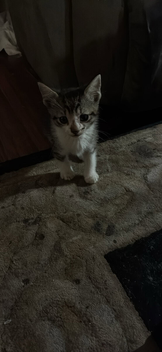 **Free kittens!!**(donations appreciated) image 4