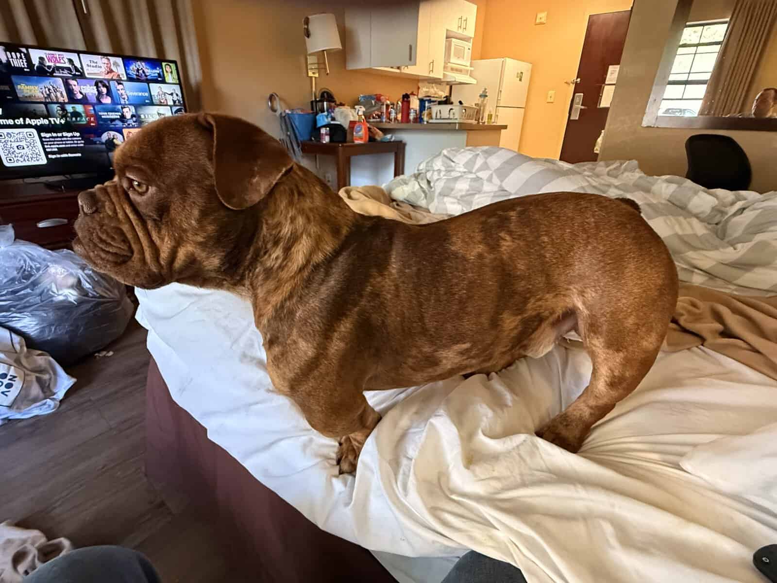 XL BULLY BREEDER FOR SALE! 1 year old image 9