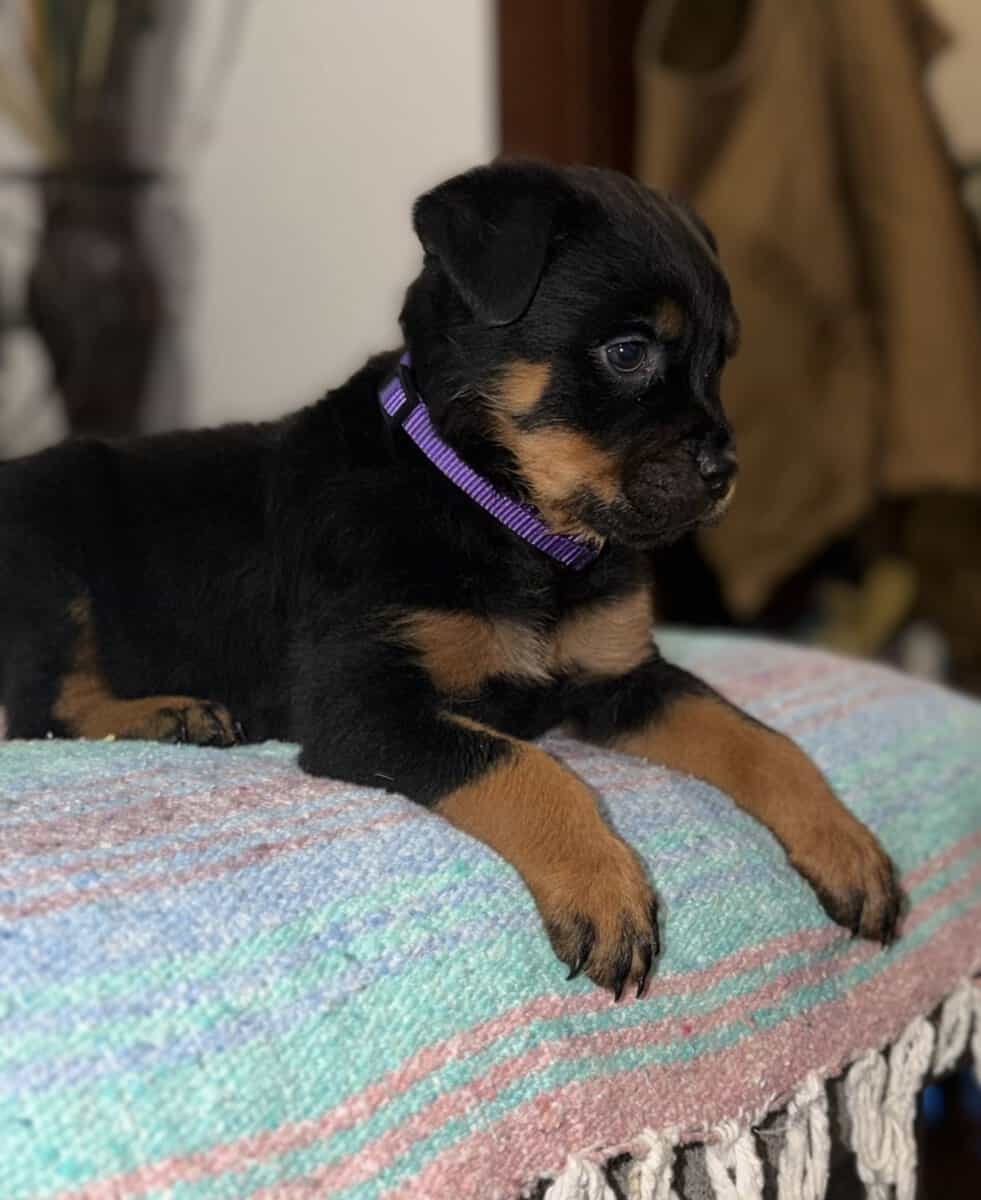 Ready AKC Rottweiler Puppies, no deposit image 8