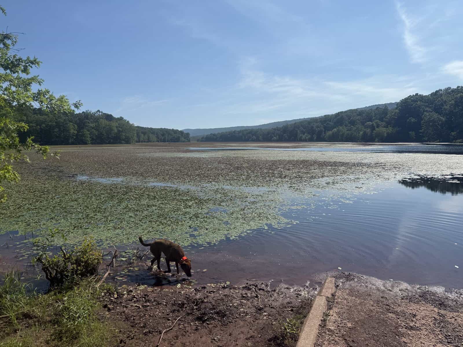 Plott hound needs good home image 3