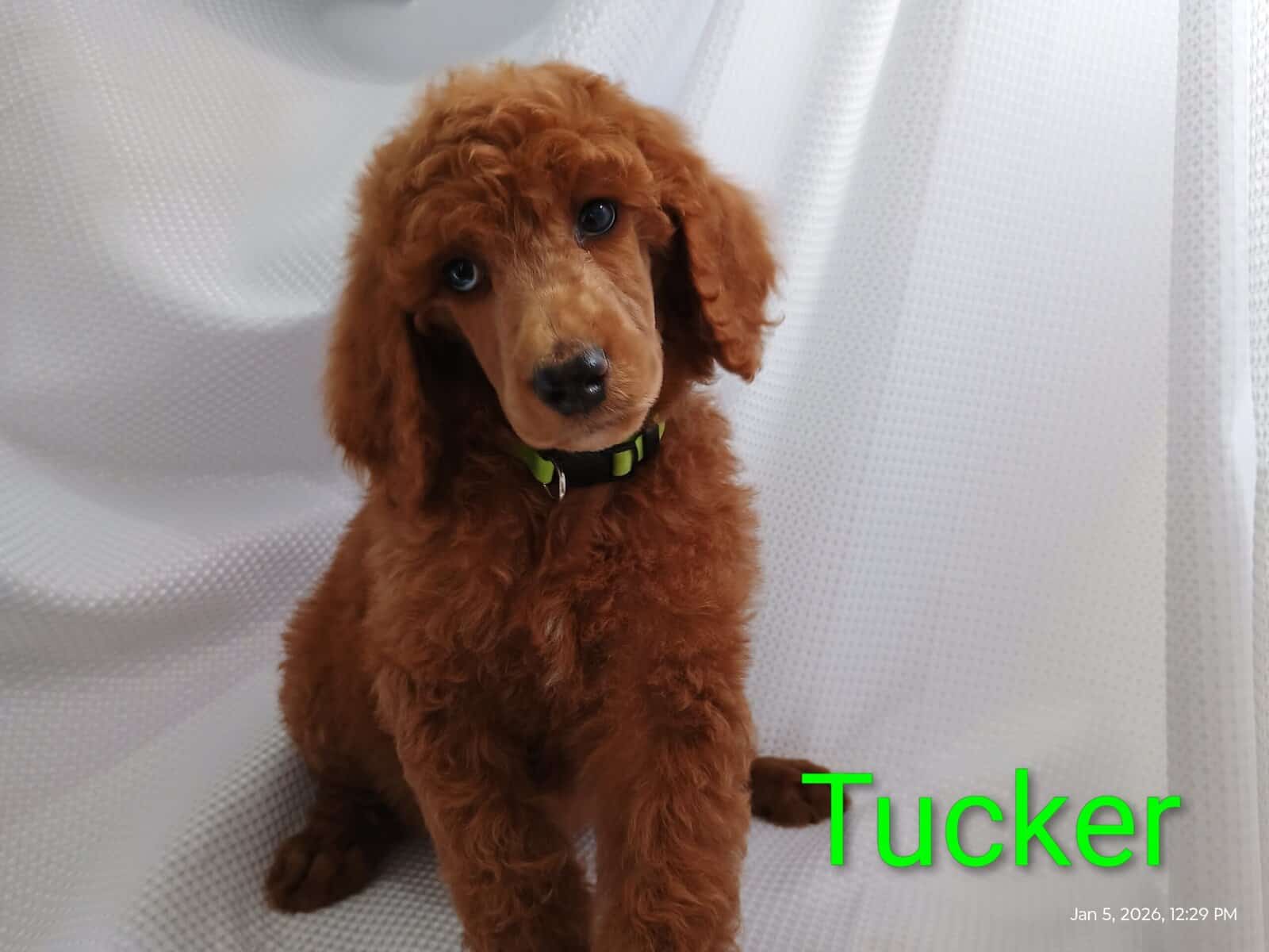 Standard Poodle Puppies (red/apricot) image 7