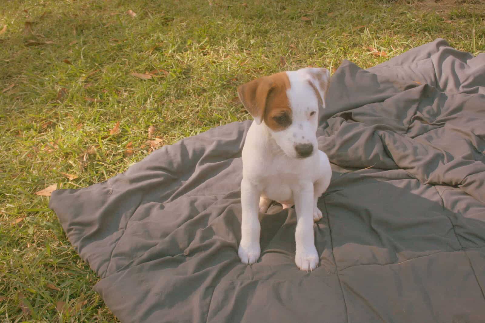 Jack Russell Terrier Puppies for sale image 4