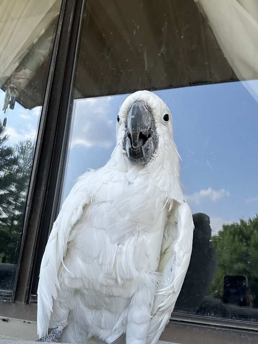 15 year old male umbrella cockatoo image 14