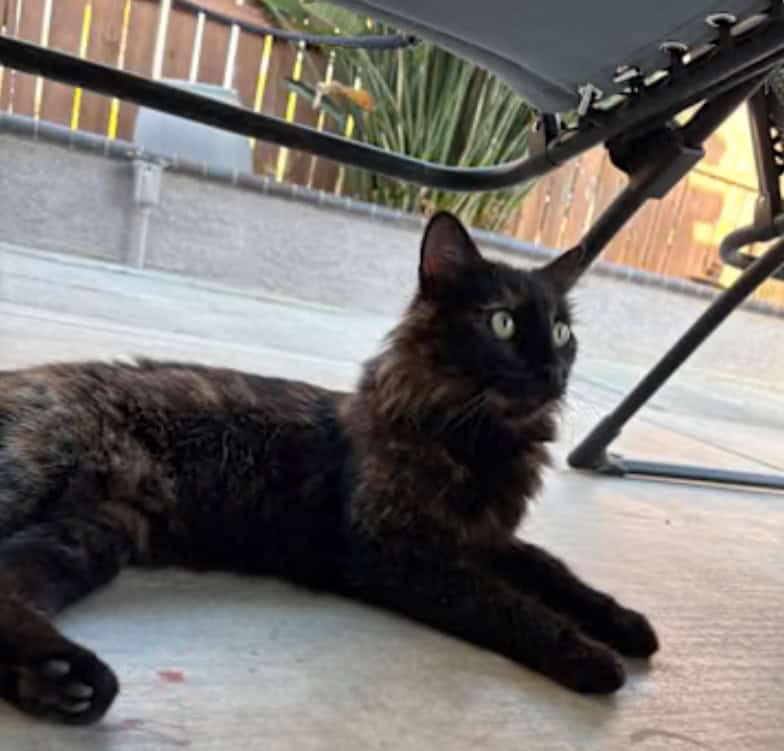 Moonpie sweet cat image 2