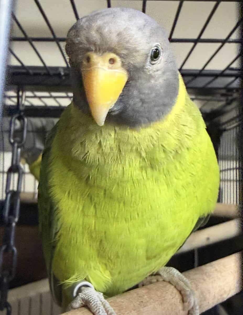 Bonded Pair of Plumb Headed Parakeets image 3