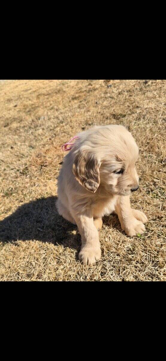 Golden retriever english cream image 1