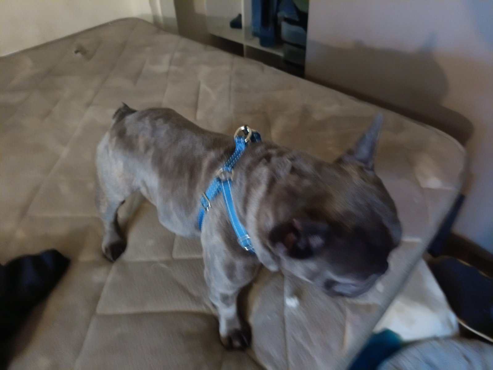 BRINDLE FRENCHY image 3