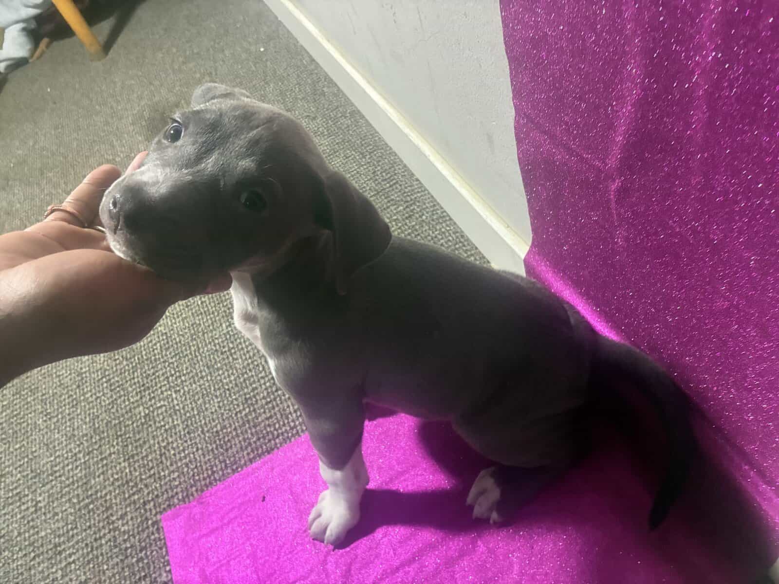 Beautiful American Staffordshire Terrier Puppies. image 6