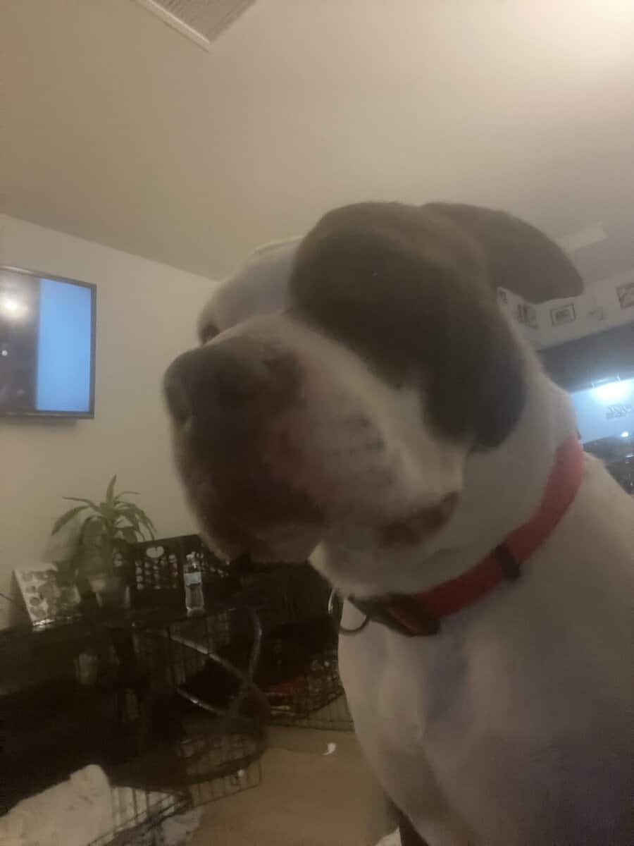 Looking to rehome 4 year old female 💔 image 2