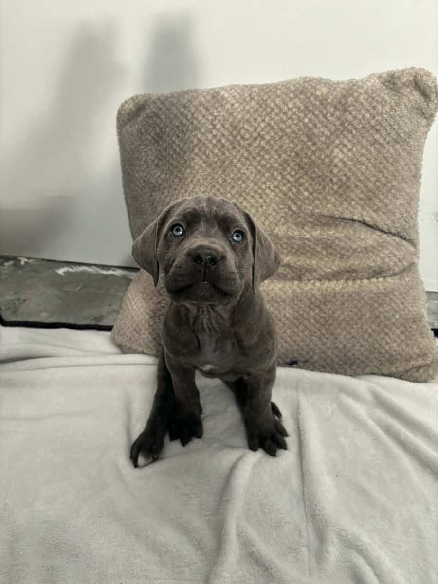Cane corso puppies image 3