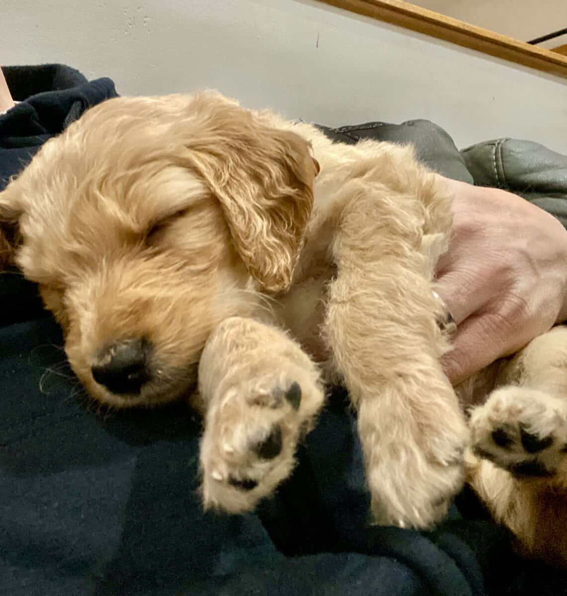 F1B Goldendoodle puppies (4 weeks old)Cadillac MI image 10