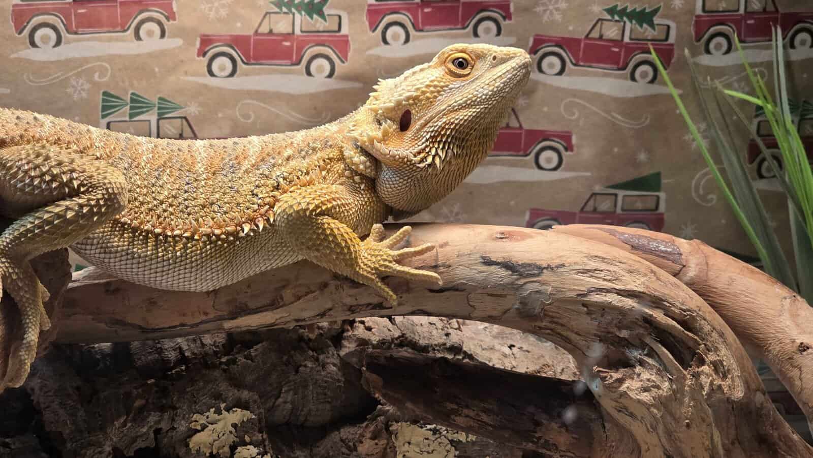 Bearded Dragon image 1