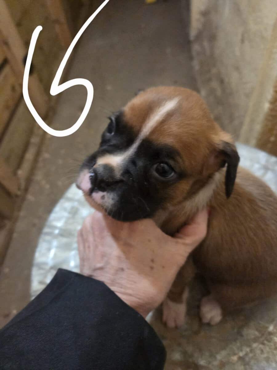 Boxer image 5