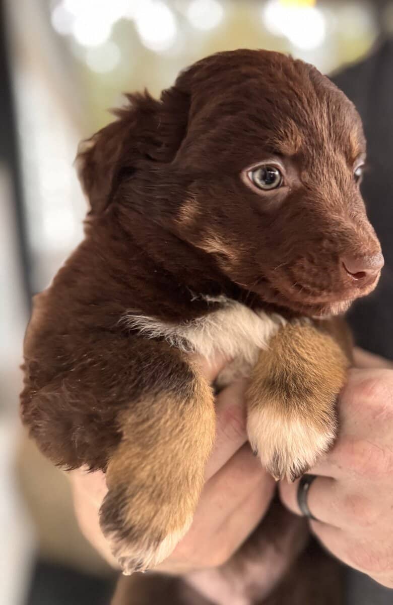 Australian shepherd puppies image 1
